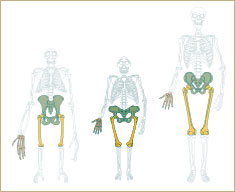 Marche comme l australopith que Bipedalism.jpg