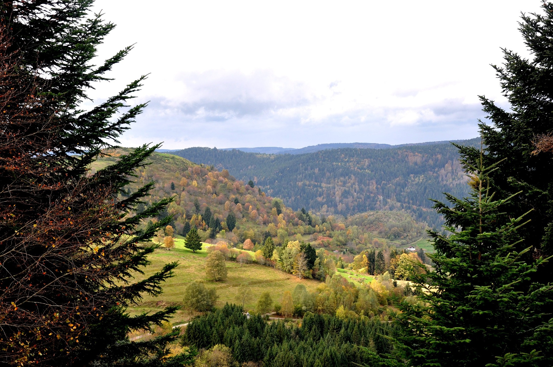 Group-La diversit des arbres fall-1051300 1920.jpg