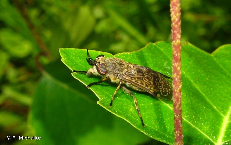 Questions-r ponses sur les insectes pollinisateurs taon.jpg