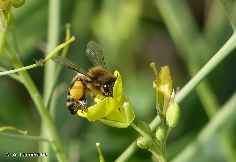 Questions-r ponses sur les abeilles abeille.jpg