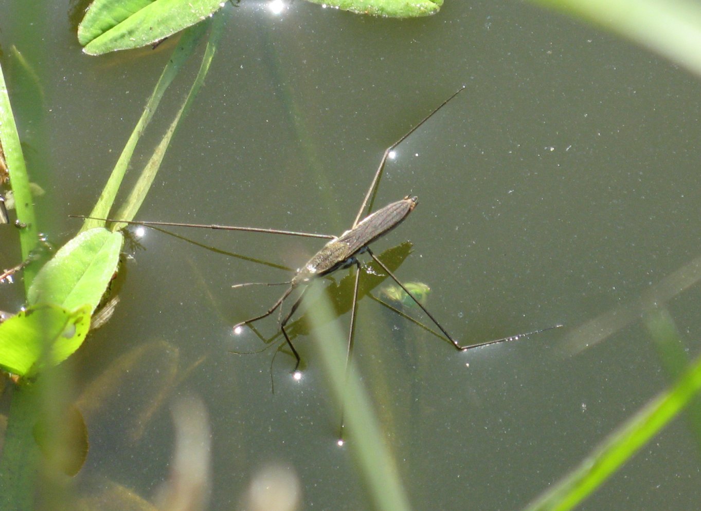 Group-A la d couverte de la surface de l eau Gerris.jpeg