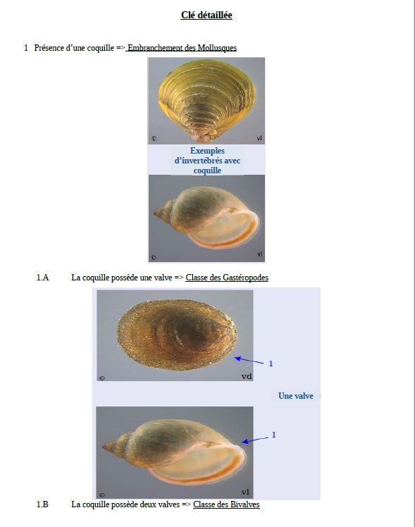 D termination des invert br s d eau douce VisuelCledetermp2.JPG