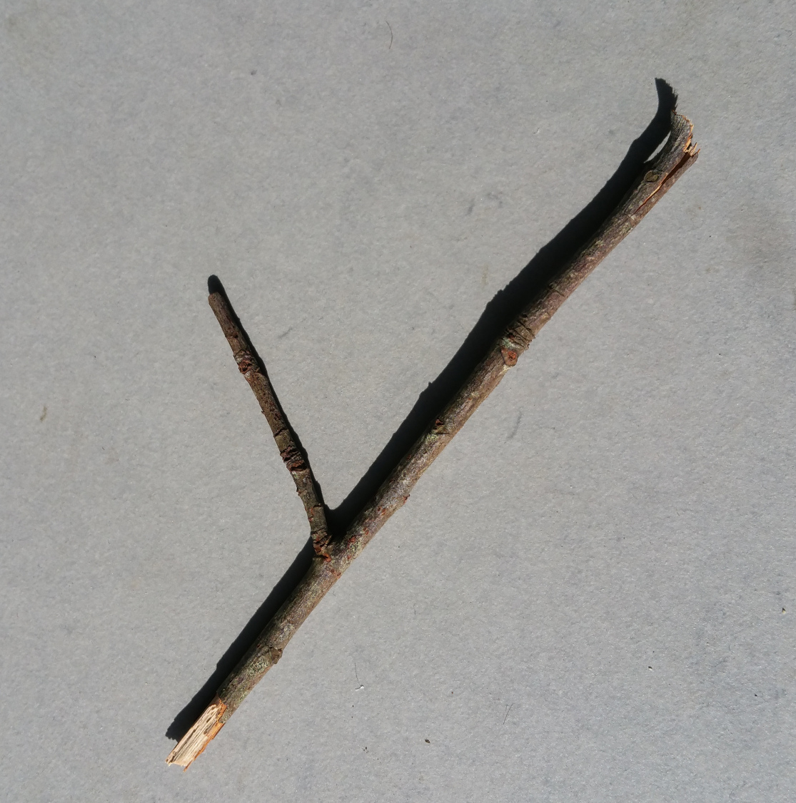 Item-B ton Baton.jpg