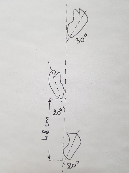Marche comme l australopith que Schema traces laetoli.jpg