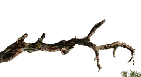 Item-Branche Branche-2004453recad.jpg