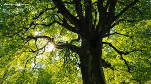 Group-A la d couverte de la capillarit arbres.jpeg