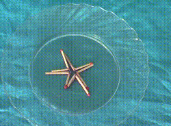 Allumettes_qui_bougent_toutes_seules_bloggif_5e7b2ba748681.gif