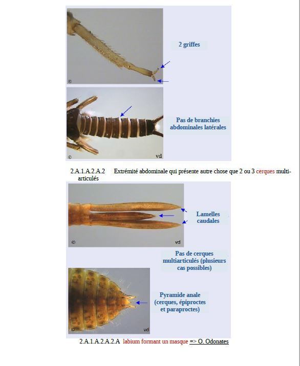 D termination des invert br s d eau douce VisuelCledetermp11.JPG