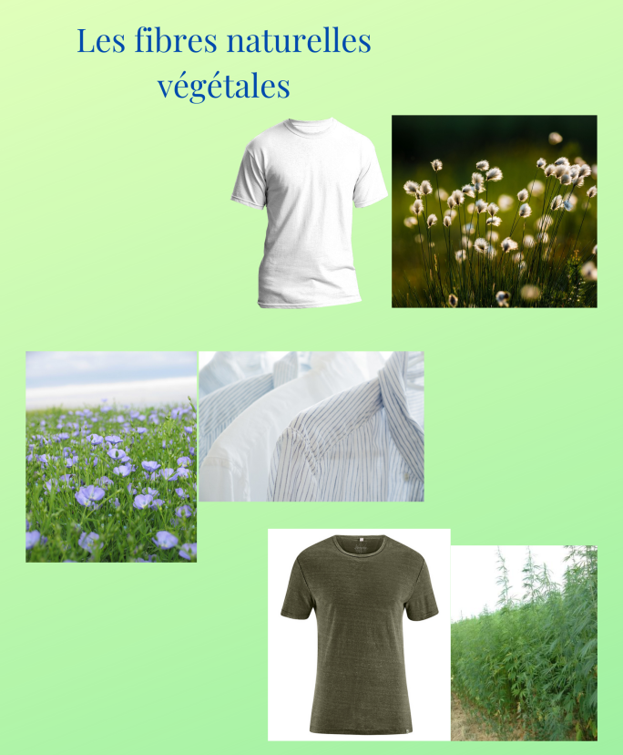 Les fibres textiles Végétale.png