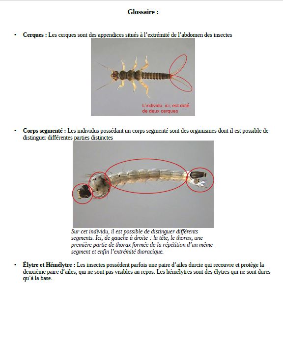 D termination des invert br s d eau douce Visuelcle-glossaire.JPG