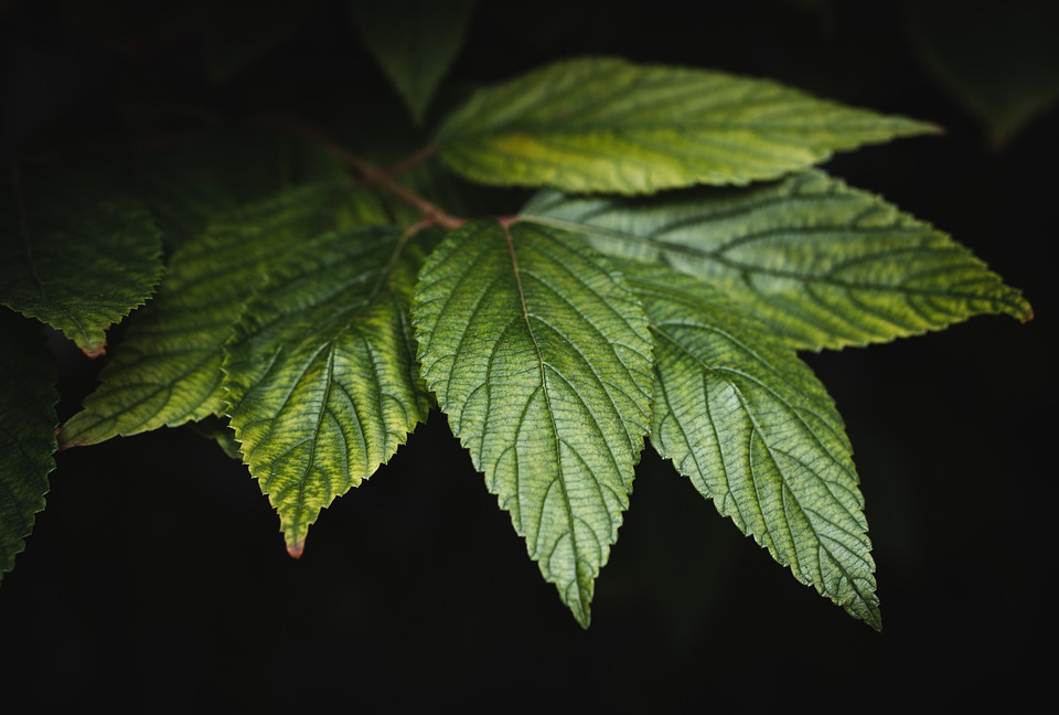Item-Feuille d arbre leaf-4431306 960 720.jpg