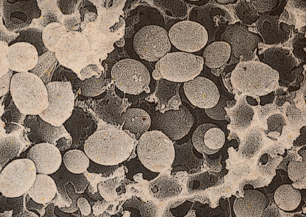 La biodiversit invisible notre service Capture d cran 2025-02-14 131129.png