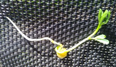 Mini-serre_de_fen_tre_IMG_20200422_163222548.jpg