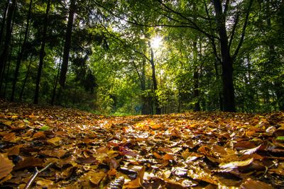 D_composition_d_une_feuille_au_sol_joran-quinten-i55z7yHmRek-unsplash.jpg