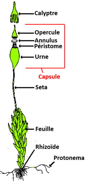 Fichier:Schema mousse.png