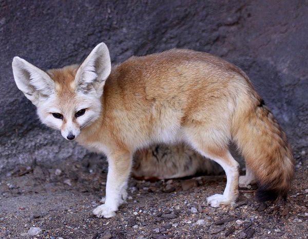 Adaptation 774px-Fennec Fox Vulpes zerda.jpg