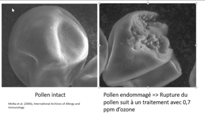 Memory_pollen_Capture_d_cran_2025-04-18_114122.png
