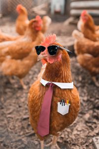 Un poulet déguisé