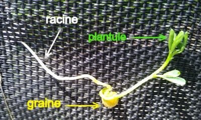 Mini-serre de fenetre Graine germee.jpg