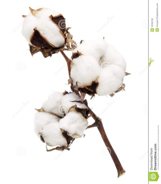 Fichier:Item-Coton fleur-de-coton-19795726.jpg