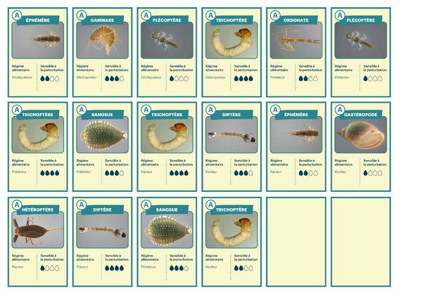 La diversit sp cifique l assurance de la fonctionnalit 19b Cartes-diversite-fonctionnelle-01.png