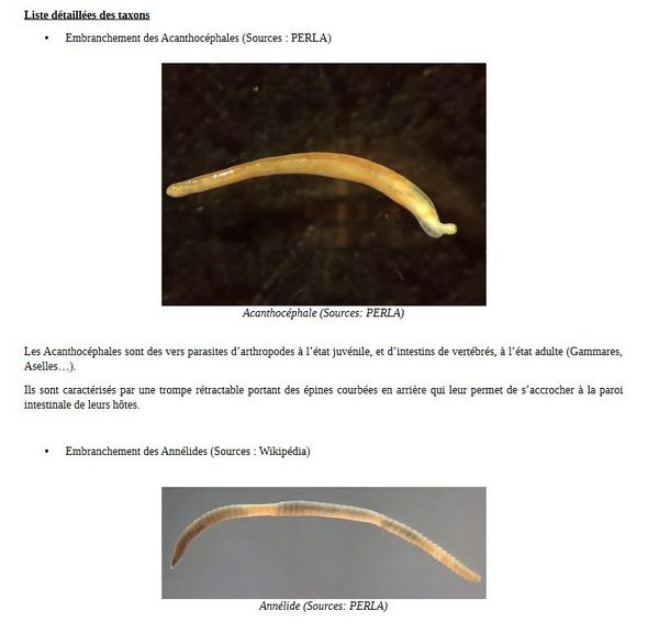 D termination des invert br s d eau douce VisuelannexeTaxons.JPG