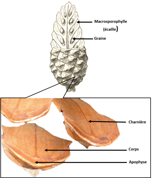 Fichier:Schéma strobile.png