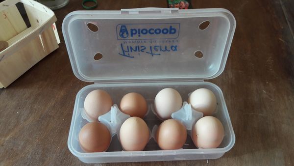 Item-Oeuf 20200415 182804.jpg