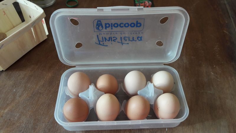 Fichier:Item-Oeuf 20200415 182804.jpg