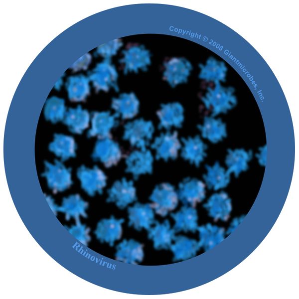 Fichier:Micro-organismes DIY COMMON COLD.jpg
