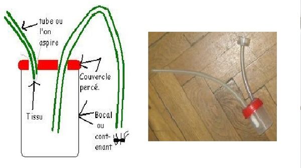 Aspirateur bestioles aspi-insecte test2.jpg