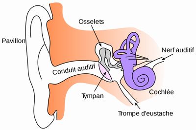 Group-Transmission du son Schema-Oreille.jpg
