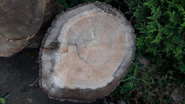Calculer l ge d un arbre 20200609 191111.jpg