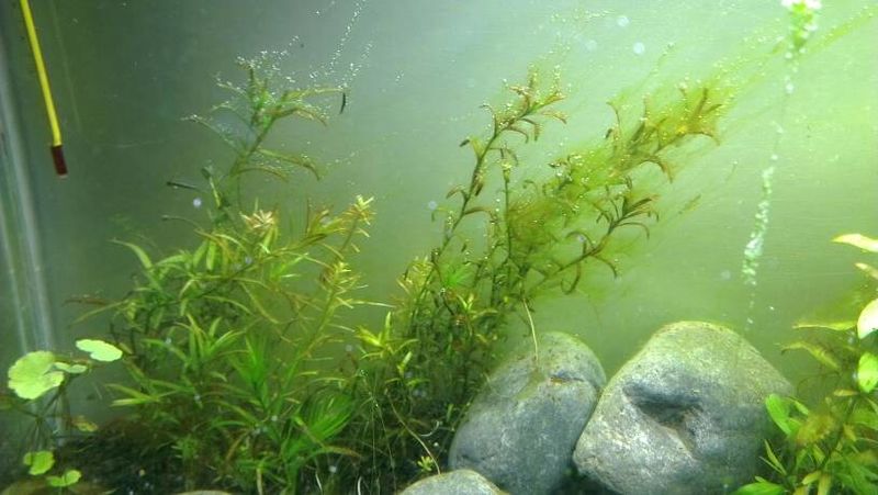 Fichier:Item-Algue algues-aquaponie-4.jpg
