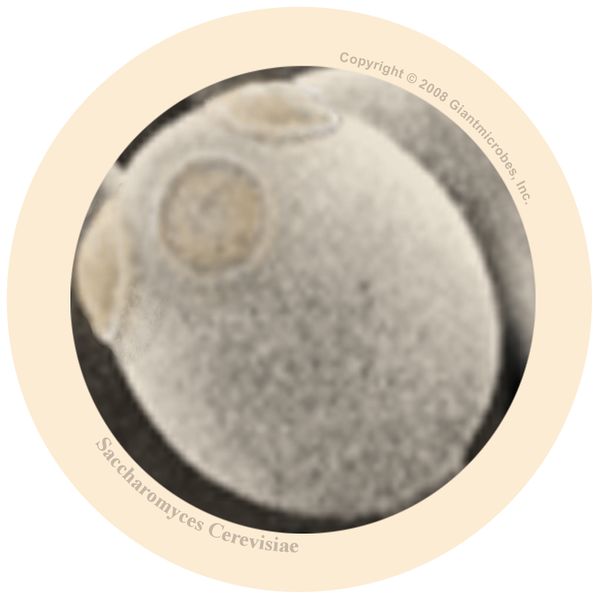 Fichier:Micro-organismes DIY YEAST.jpg