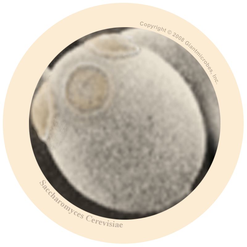 Micro-organismes DIY YEAST.jpg