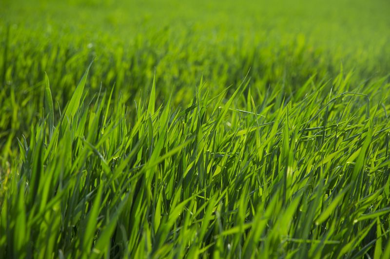 Fichier:Item-Herbe green-grass-1493898873qXe-PublicDomain-red.jpg