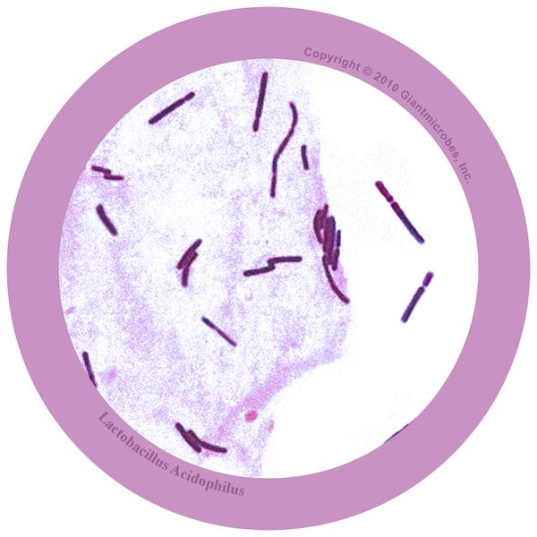 Fichier:Micro-organismes DIY ACIDOPHILUS.jpg
