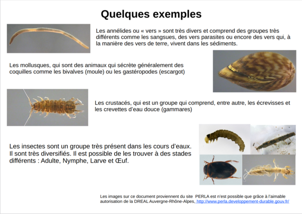 Indices biologiques de qualit de l eau Sans titre2.png