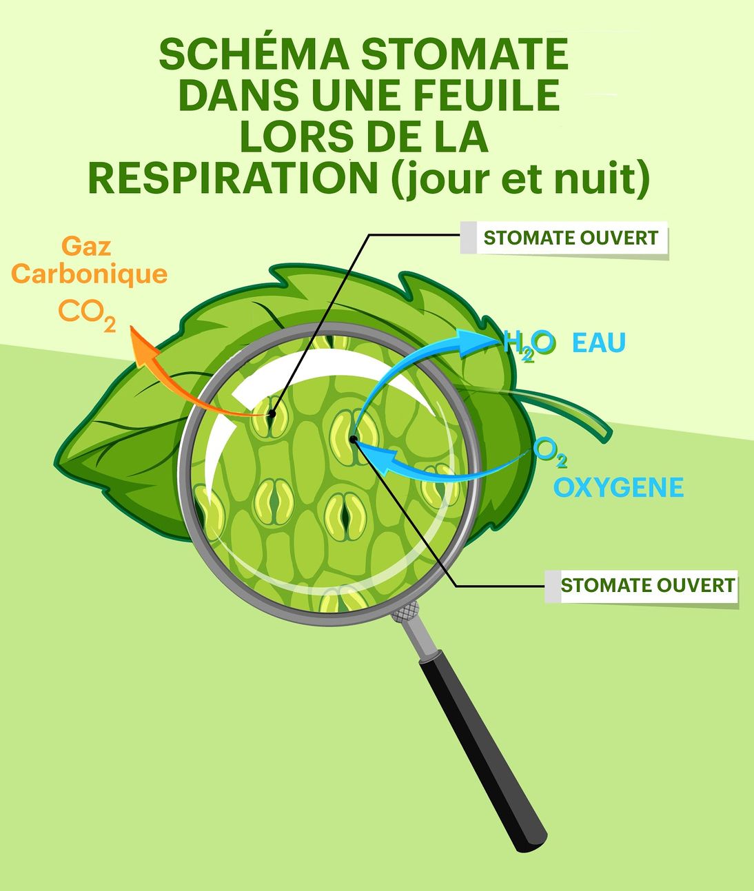 La respiration d'une feuille